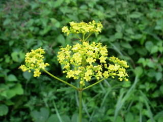 uYԁE݂ȂvHEEEԌt́u͂Ȃv